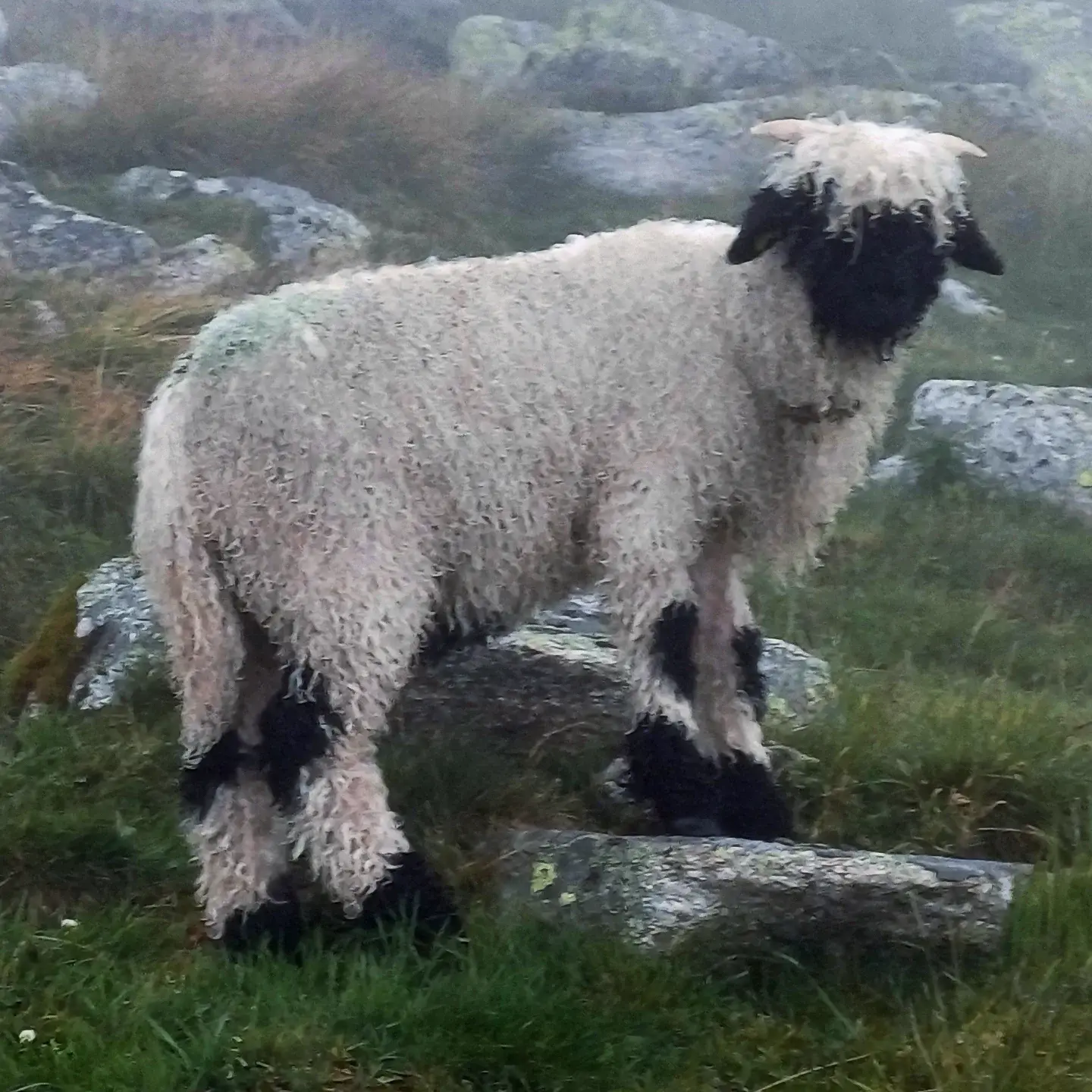 A fluffy white Valais blacknose sheep with black face and legs standing on a rock in the grass