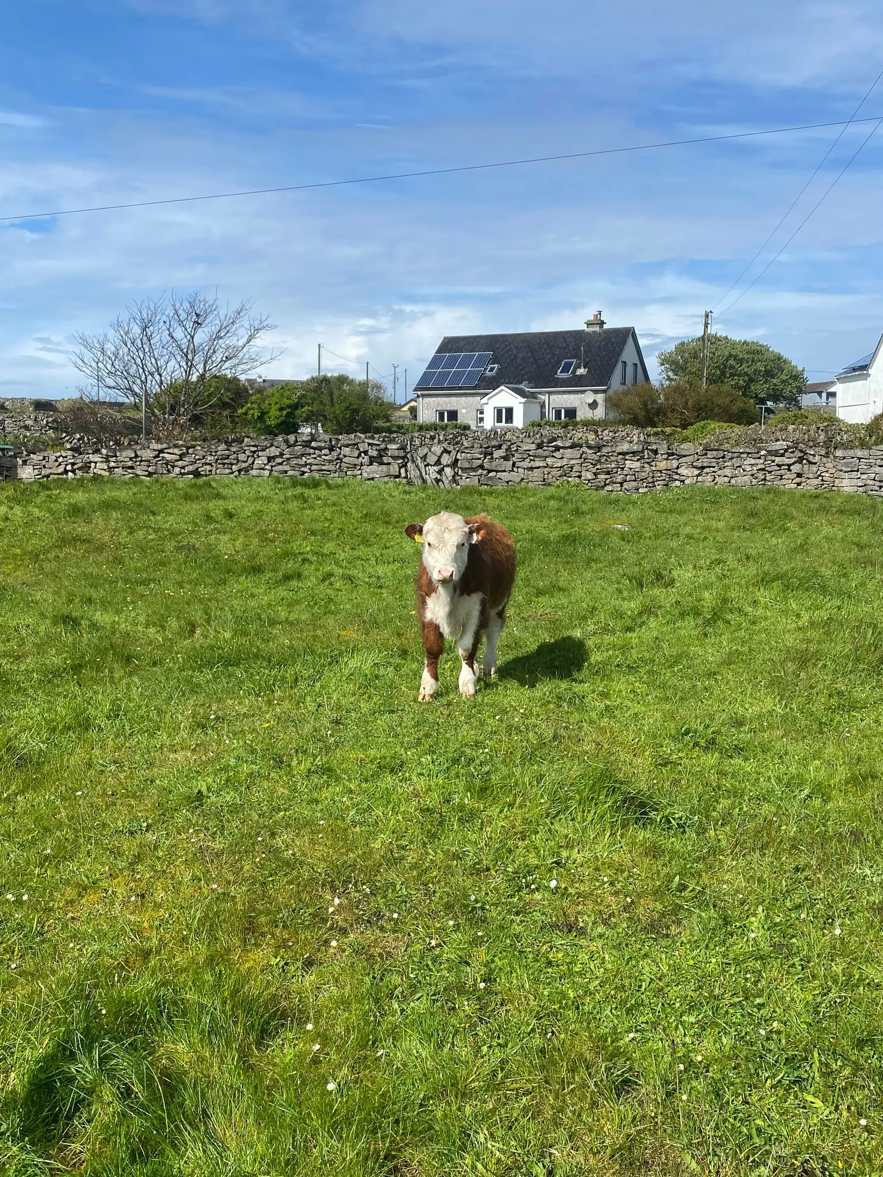 A brown and white calf standing in a green field in front of a dry-stone wall and a house with solar panels