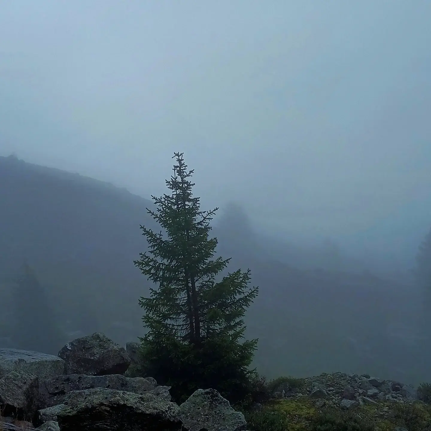 A lone fir tree on a rocky outcrop, the valley behind it lost in thick fog