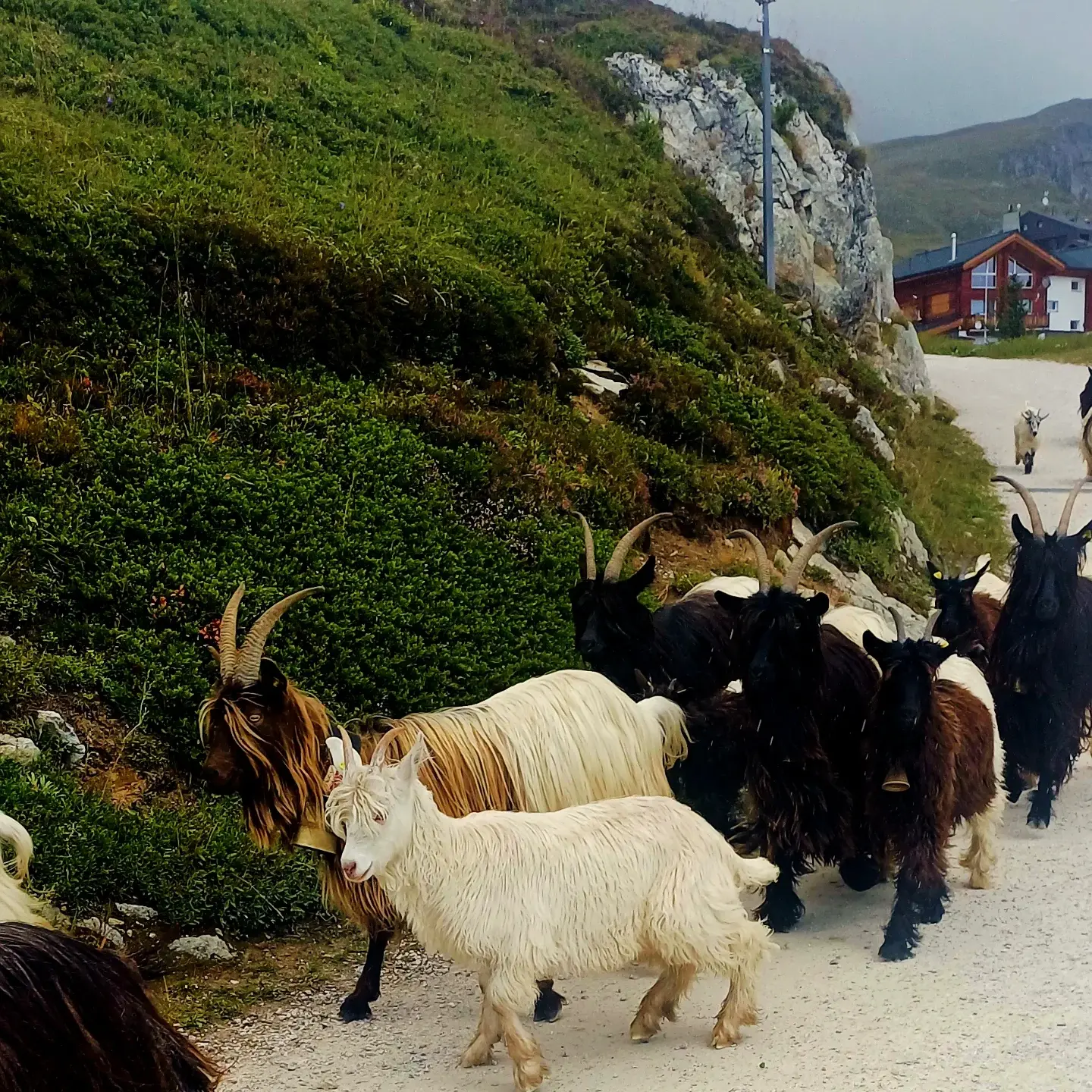 A herd of long-haired black and white goats walking along a gravel path on a mountainside
