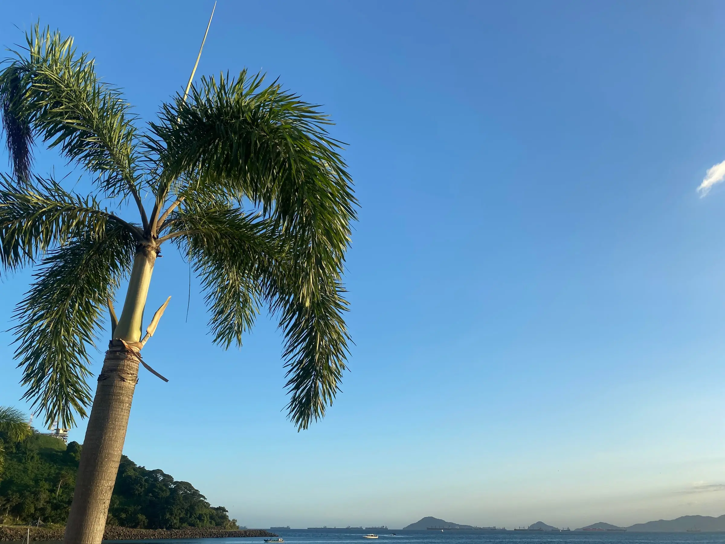 A palm tree leaning over green hillside at the water's edge, a clear blue evening sky with distant islands
