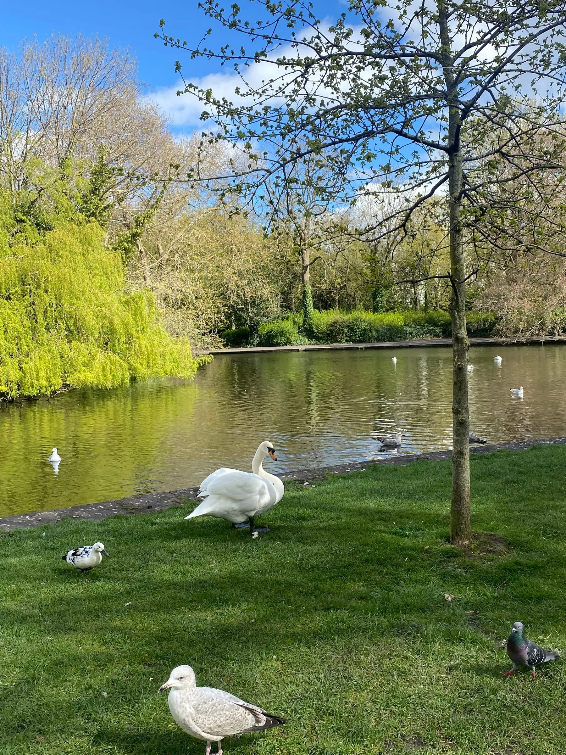 A white swan on the grass beside a pond with a weeping willow, gulls and a pigeon in the foreground