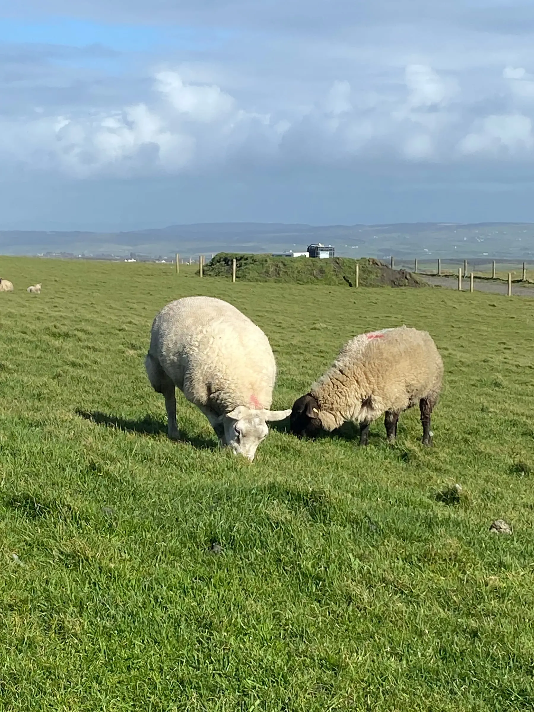 Two sheep grazing side by side on a green clifftop pasture under a cloudy sky